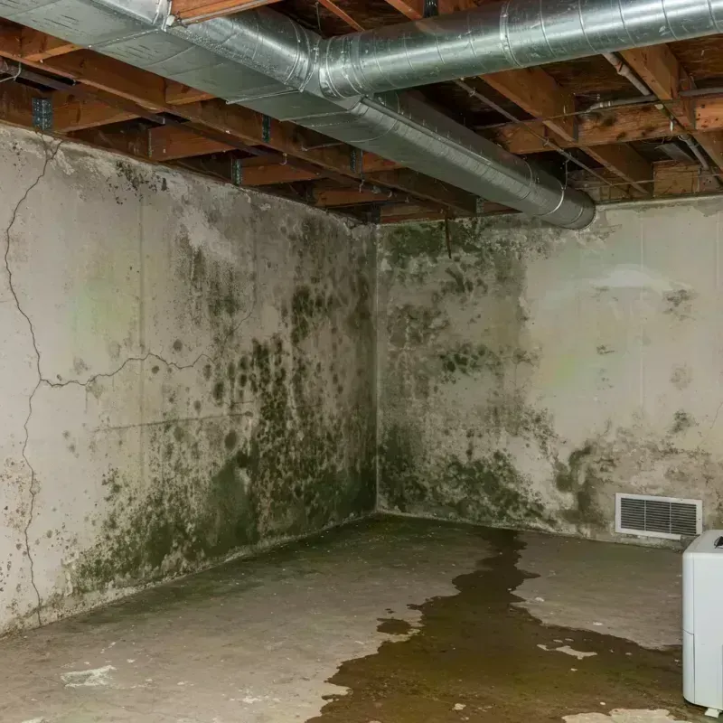 Professional Mold Removal in Upper Pohatcong, NJ